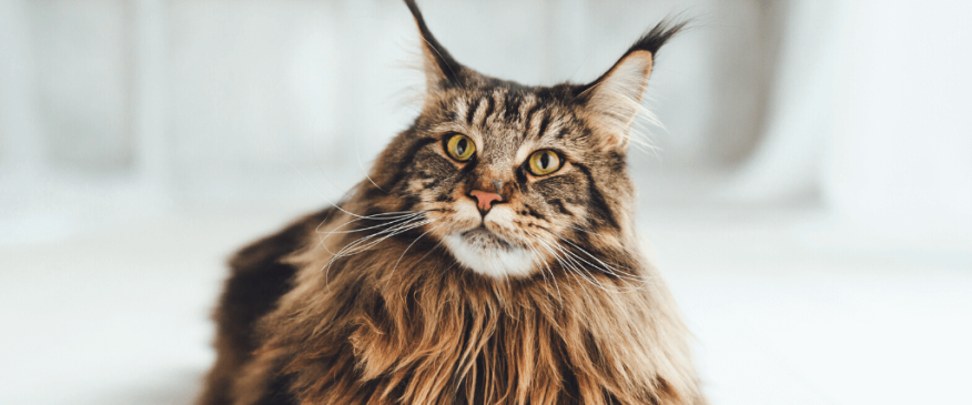 




The Top 5 Cat Purebreds in the United States


