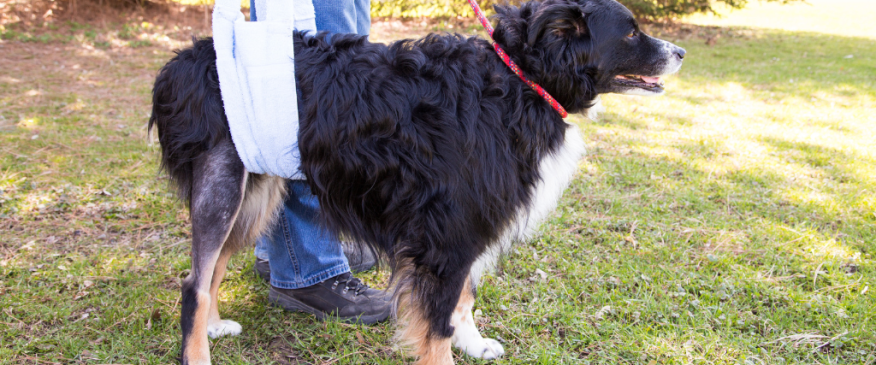 




My Dog Tore Its Cruciate Ligament, Now What?


