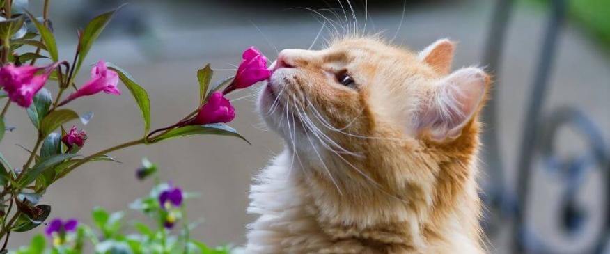 




CAT-astrophe Alert! 10 Spring Flowers That Are Potentially Toxic to Cats


