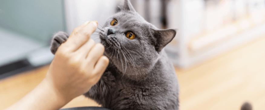 How To Transition An Outdoor Kitty To An Indoor One