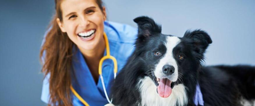 




4 Reasons to Show a Vet Tech Some Love (and How to Do It)


