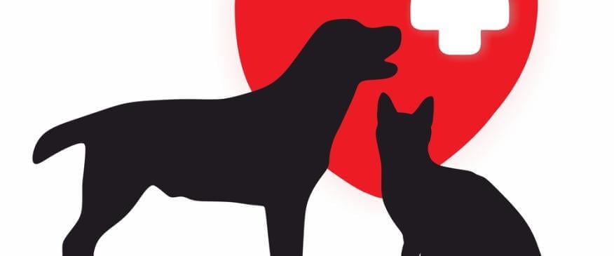Urgent veterinary care for your cat or dog: When and how to seek help