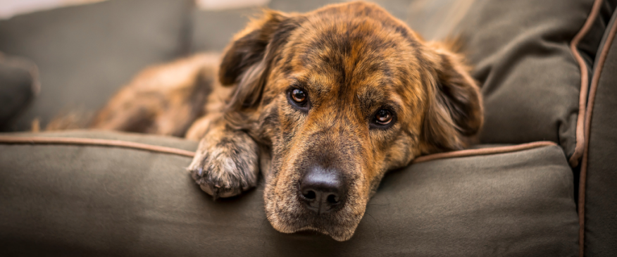 




Canine Alert: The Puzzling Respiratory Illness Affecting Dogs Nationwide


