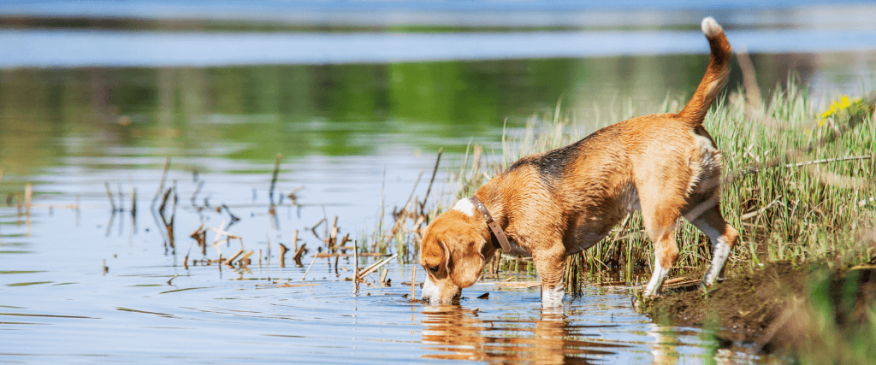 




What Is Leptospirosis And How It Can Affect Your Dog


