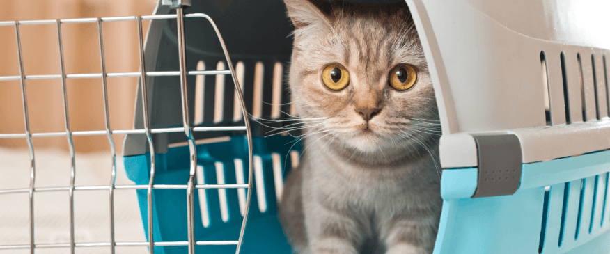 What To Pack For Your Dog or Cat's Boarding Stay