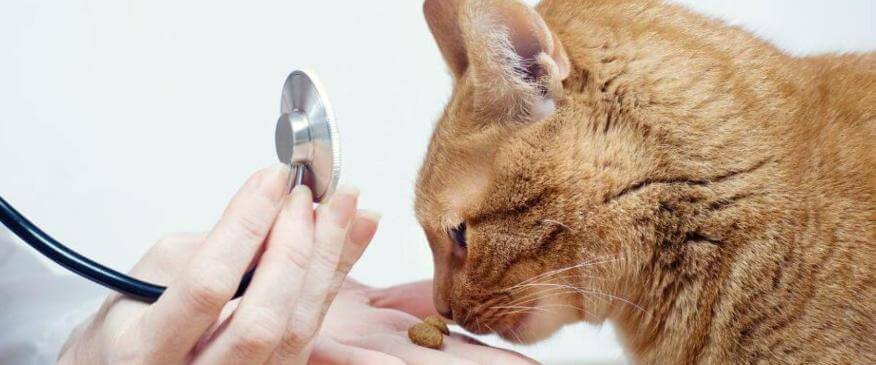 Why Skipping Cat Wellness Visits Can Be Risky: A Veterinarian's Point of View