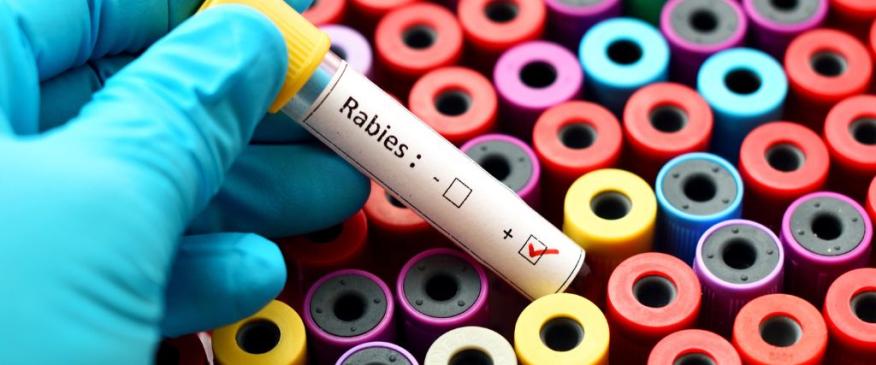 World Rabies Day: The Ins &amp; Outs of Rabies in Animals and Why Rabies Awareness Matters