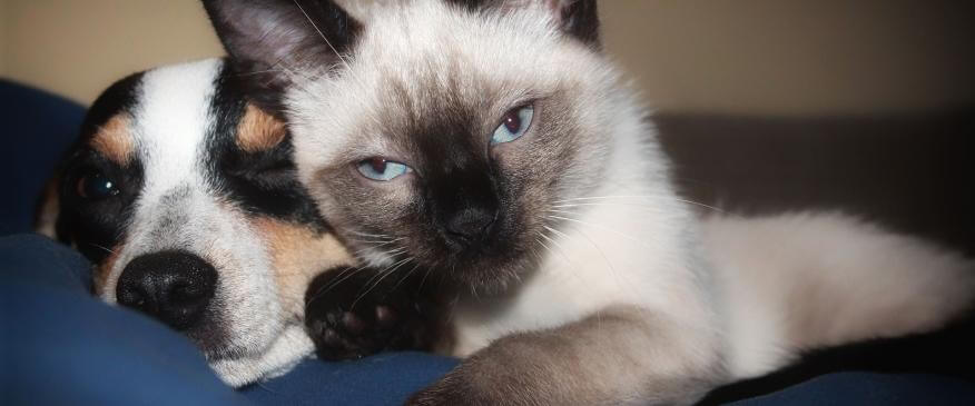 7 Things You Should Ask at a Vet Appointment