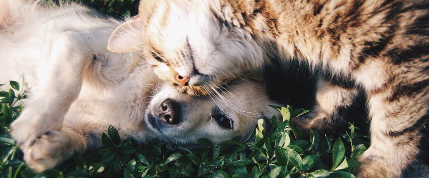




Cancer and Pets: How Can We Prevent It?


