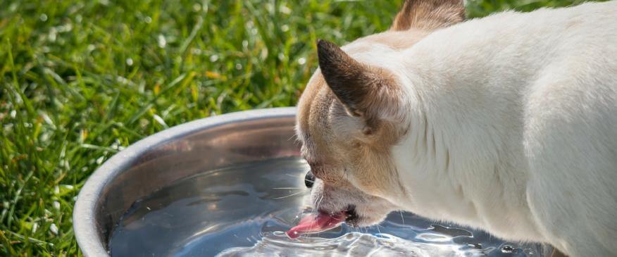 The Truth About Ice Water and Bloat