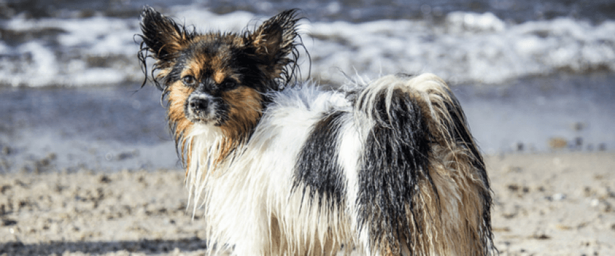 Pool and Beach Safety Tips for Pets: Part I