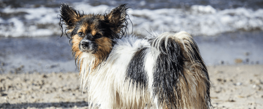 




Pool and Beach Safety Tips for Pets: Part I


