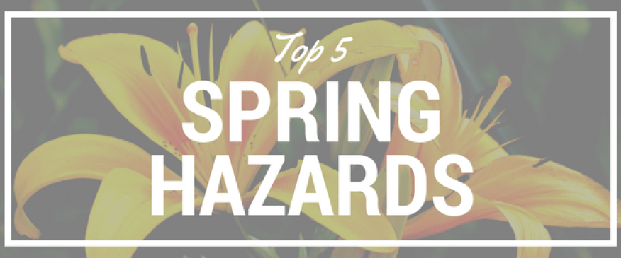 Top 5 Spring Hazards to Your Pets