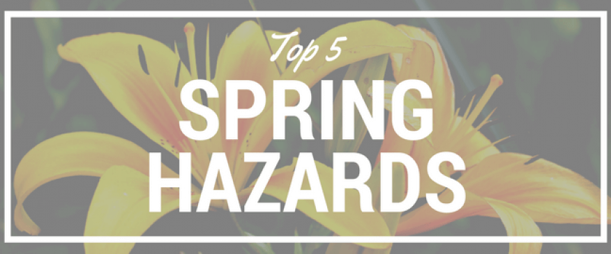 




Top 5 Spring Hazards to Your Pets


