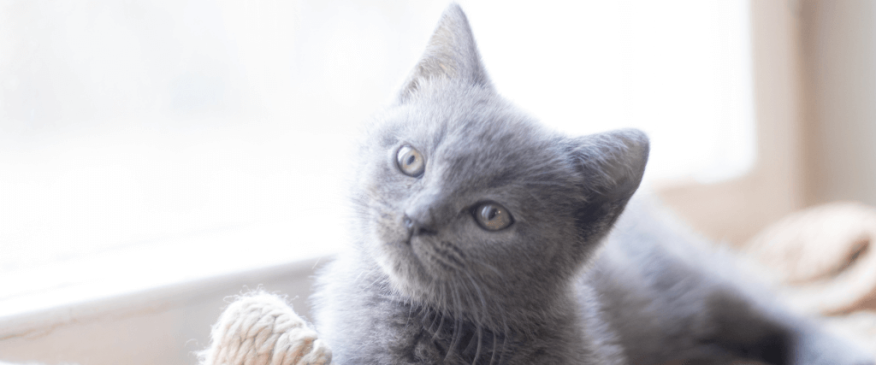 




How to Ease a Kitten Into A New Home With Stunning Success


