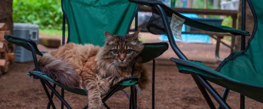 




National Camping Month: A Guide to Camping Safely With Pets


