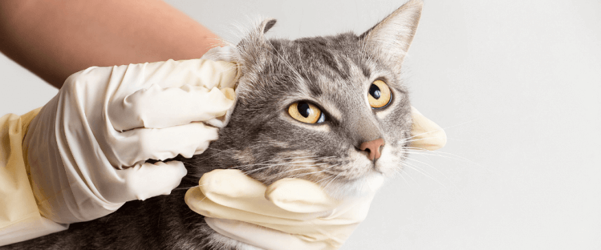 




How to Tell if Your Cat Has an Ear Infection



