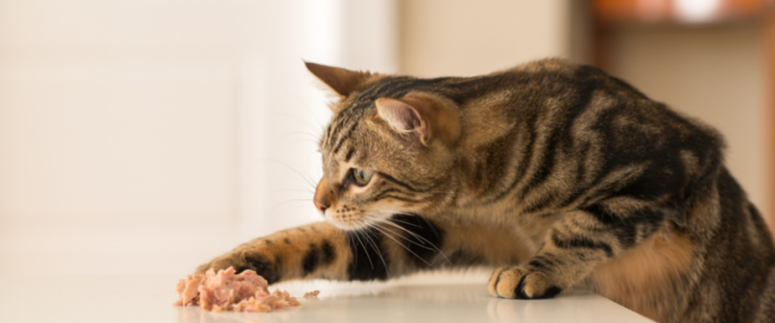 




Cats Can Eat What?! Surprising Foods That Are Safe for Your Feline Friend


