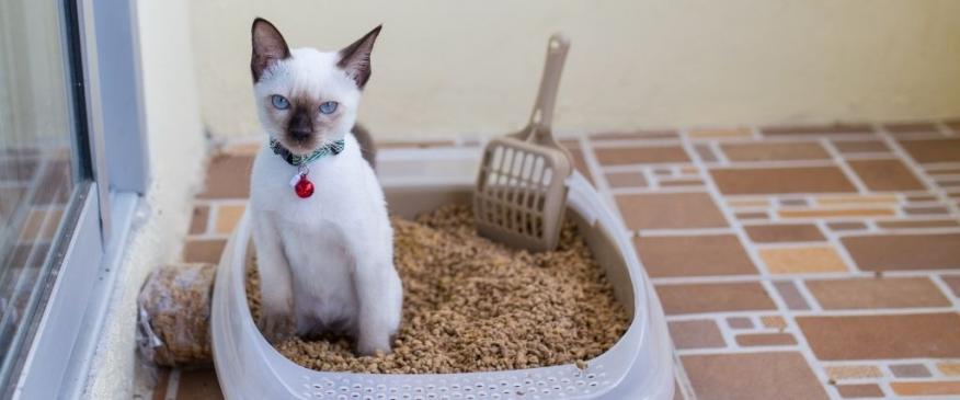 




How to Spot and Solve Pesky Litter Box Problems


