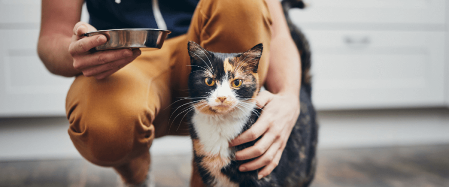 




Kit Lit: 10 Ways to Be the Best Cat Owner You Can Be


