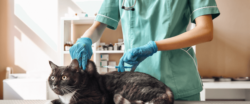 




Cat Wellness 101: What Vaccinations Does My Feline Need?


