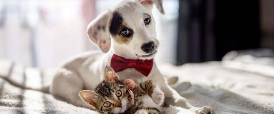 




Cat or Dog? Find Out Which Pet Best Suits Your Lifestyle!


