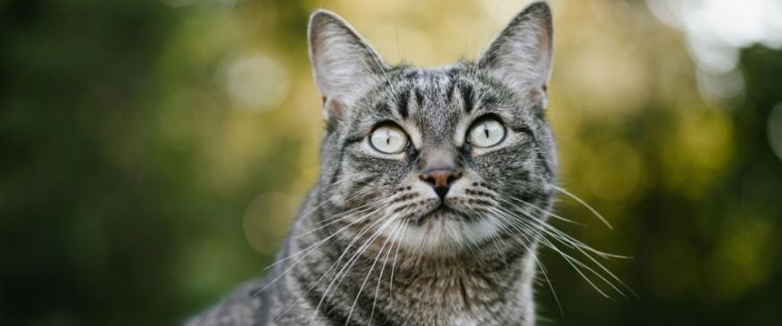 




We Heart Cats But So Do Mosquitoes: Your Cat Heartworm 4-1-1


