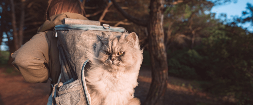 




Can I Hike with My Cats? Yep, And Here Are Some Tips!


