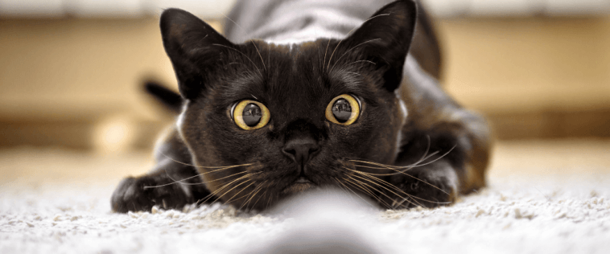 How to Channel the Thrill of the Hunt For Your Favorite Feline