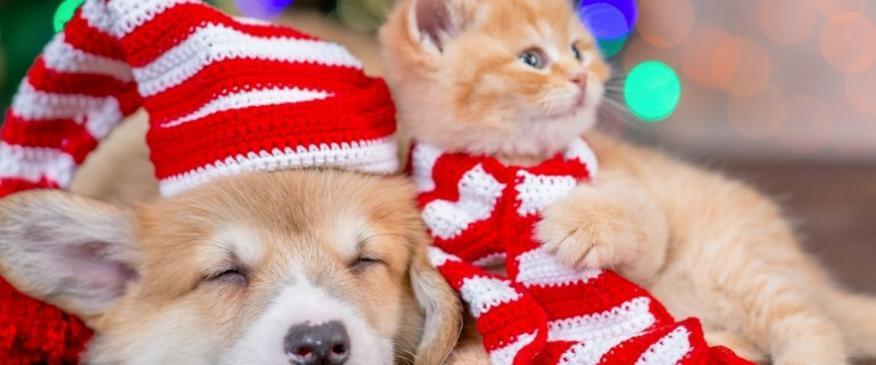 




Hold Your Holly! 7 Crucial Considerations Before Putting a Pup Or Kitty Under the Tree


