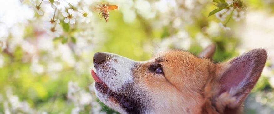 




The 17-Year Cicadas Are Coming - What This Means For Your Pet!


