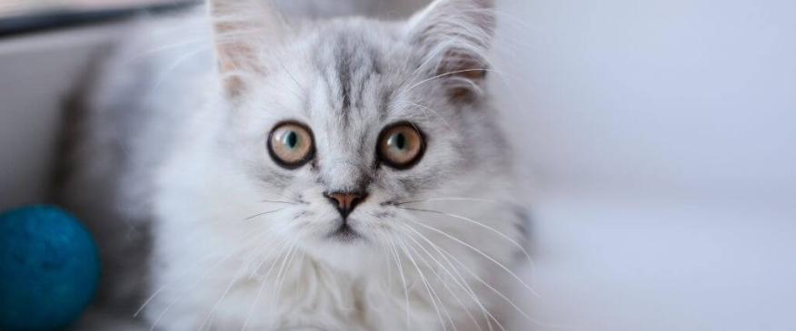 




5 Common Cat Illnesses and What You Need to Know


