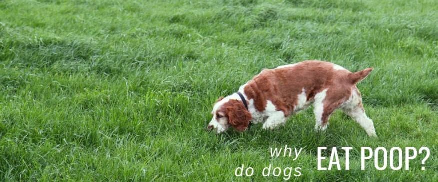 Why Do Dogs Eat Poop?