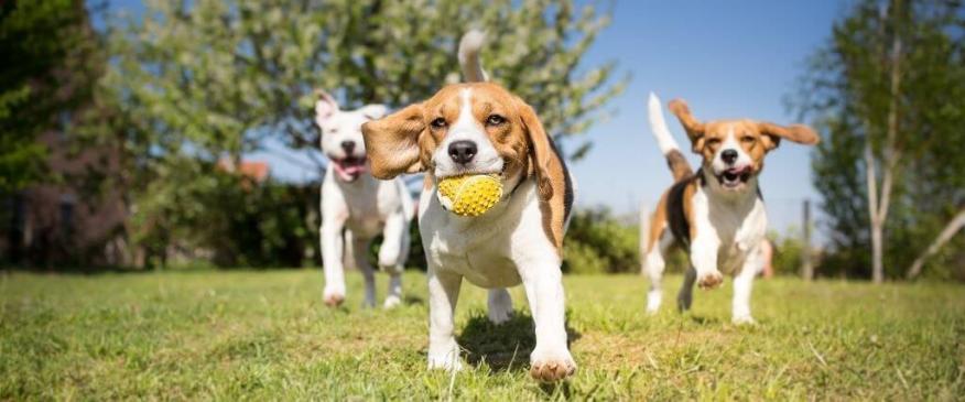 




Dog Park Etiquette to Protect Your Precious Pup


