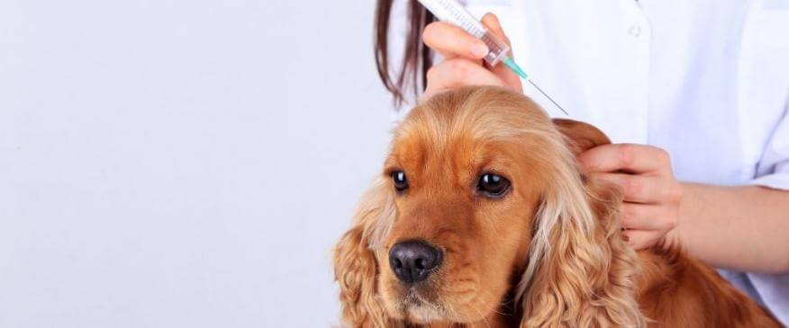 




The Essential New Pet Owner&#039;s Guide to Dog Vaccinations


