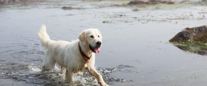 




How to Avoid The Dangers of Harmful Algal Blooms To Your Dogs


