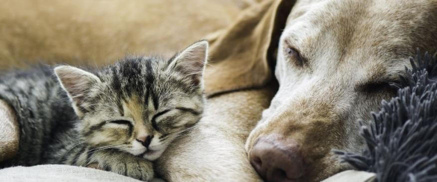 




How to Know Whether Your Pet Is Nearing the End of Life


