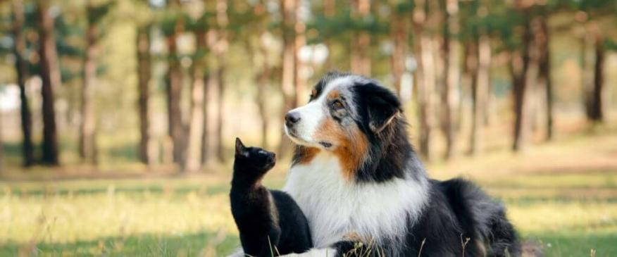 




15 Ways Cats and Dogs Tell Us They&#039;re in Pain


