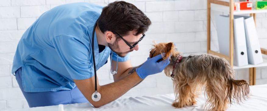 




Fear-Free Veterinary Practices - Hype or Helpful?


