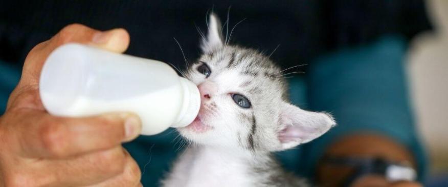 




How to Feed and Care For Orphaned Kittens


