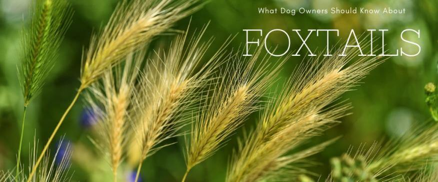 




Foxtails and Your Dog: What You Need to Know


