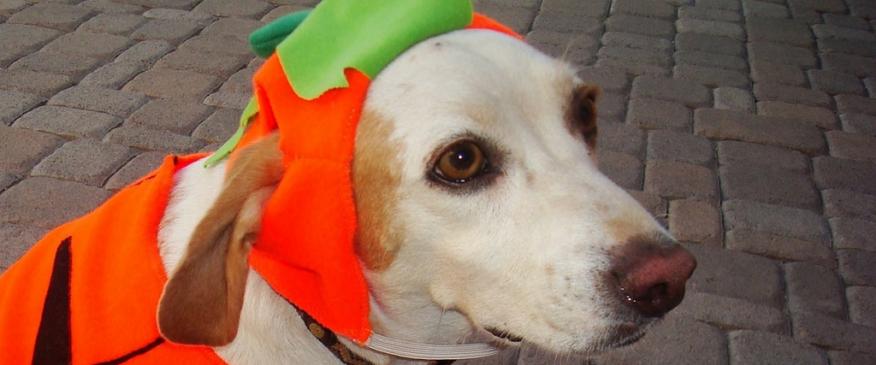 




Keep Pets Happy and Healthy This Halloween


