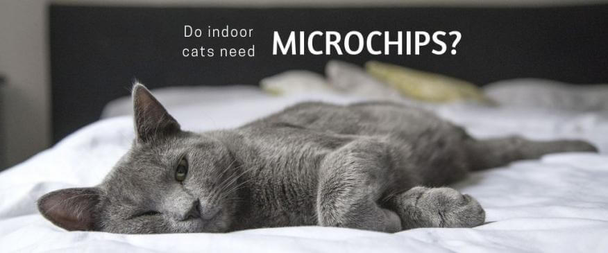 




Why Should Indoor-Only Cats be Microchipped?


