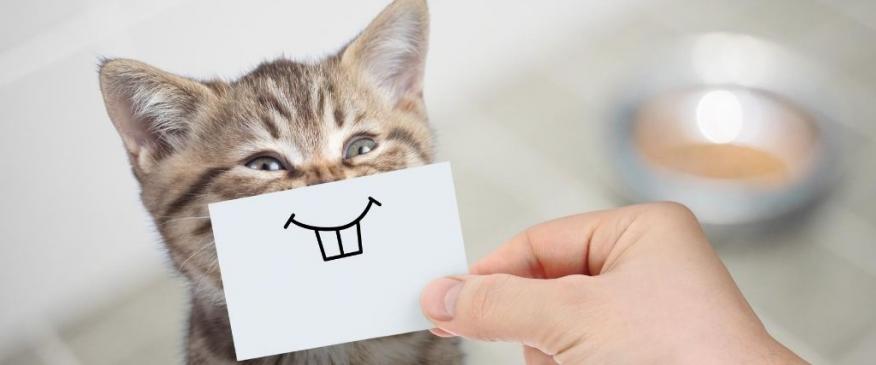 




20 Cat Facts That&#039;ll Blow Your Kitty-Crazed Mind


