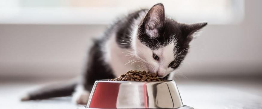 




The Can&#039;t-Miss Guide to Optimal Kitten Nutrition


