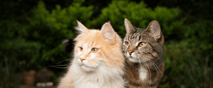 




How to Spot the Personality Differences Between Male and Female Cats


