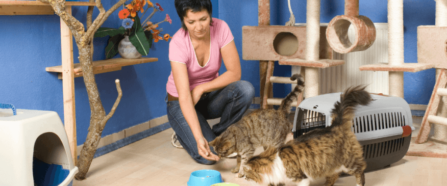 The Secret to Navigating a Multi-Cat Household