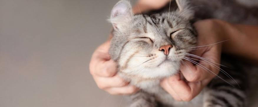 7 Reasons to Adopt a Cat in Honor of National Cat Lover's Month!