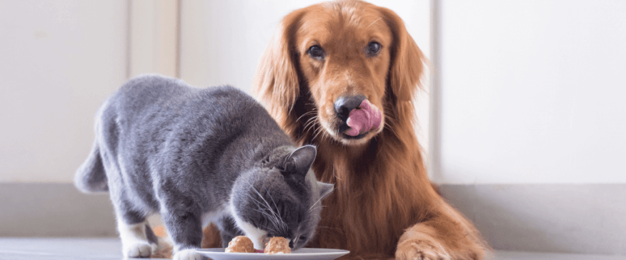 Bon Appetit! The Dos and Don'ts of Cooking For Your Pet