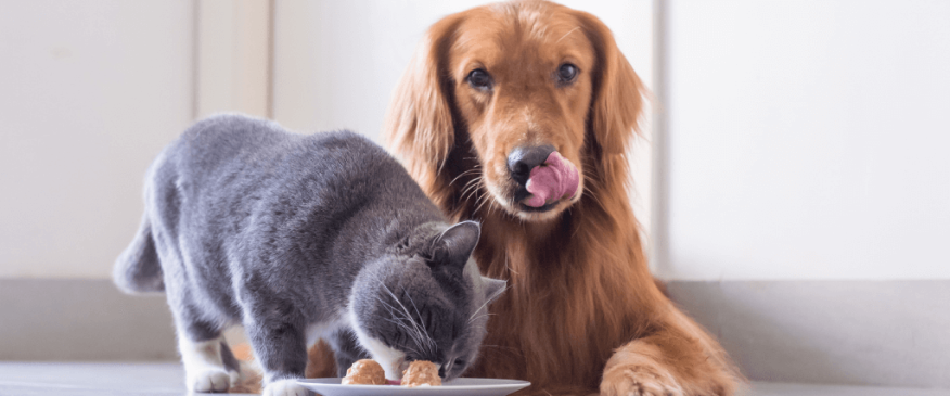 




Bon Appetit! The Dos and Don&#039;ts of Cooking For Your Pet


